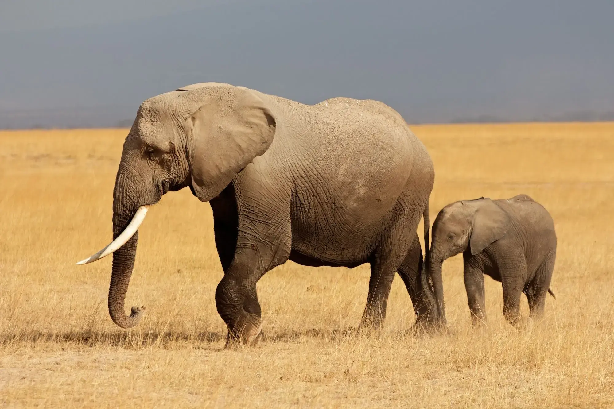 A mother elephant and her calf cross the golden grass of Amboseli.
