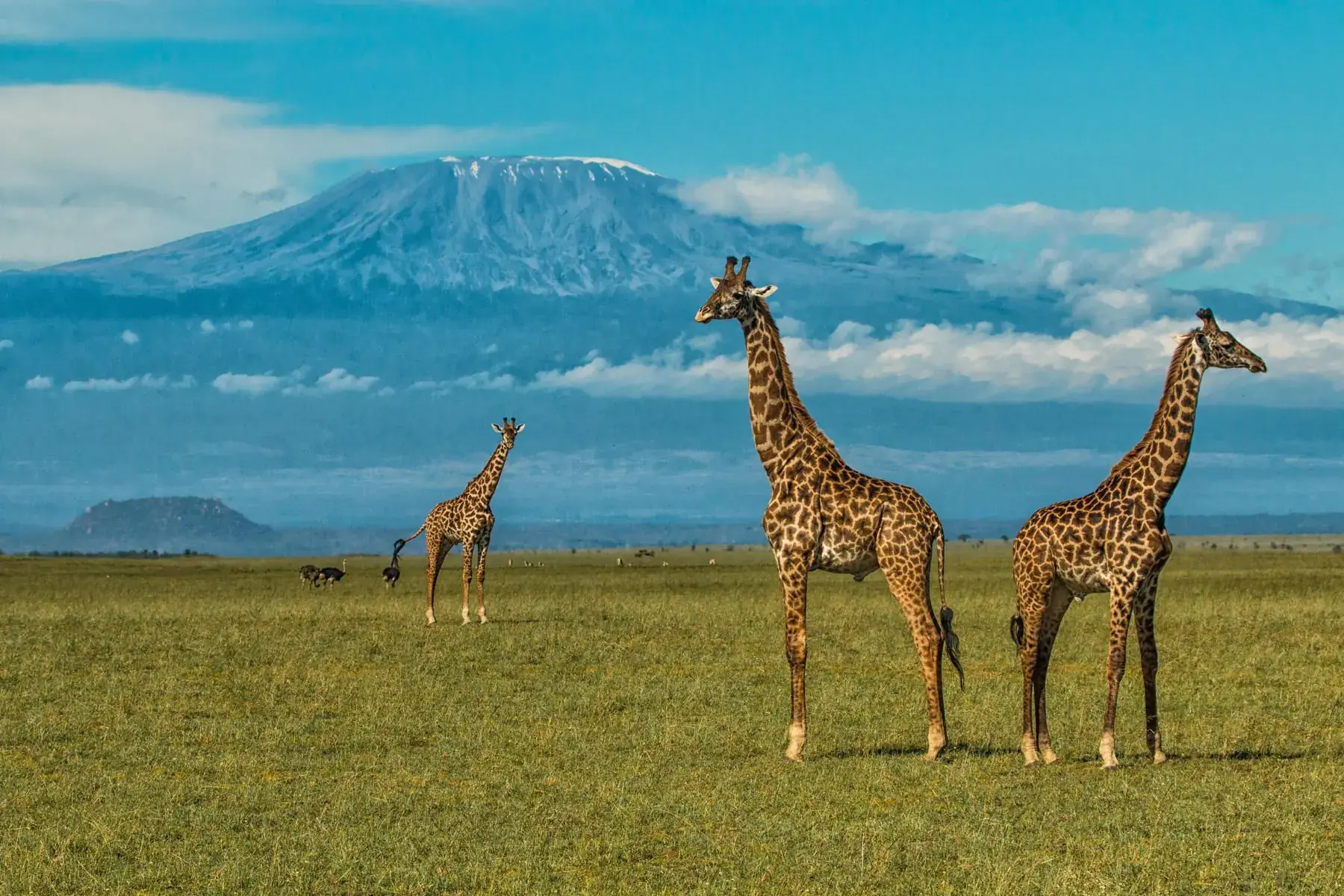 Giraffe cross the plain at the foot of Kilimanjaro, the mountain pale above the acacias.