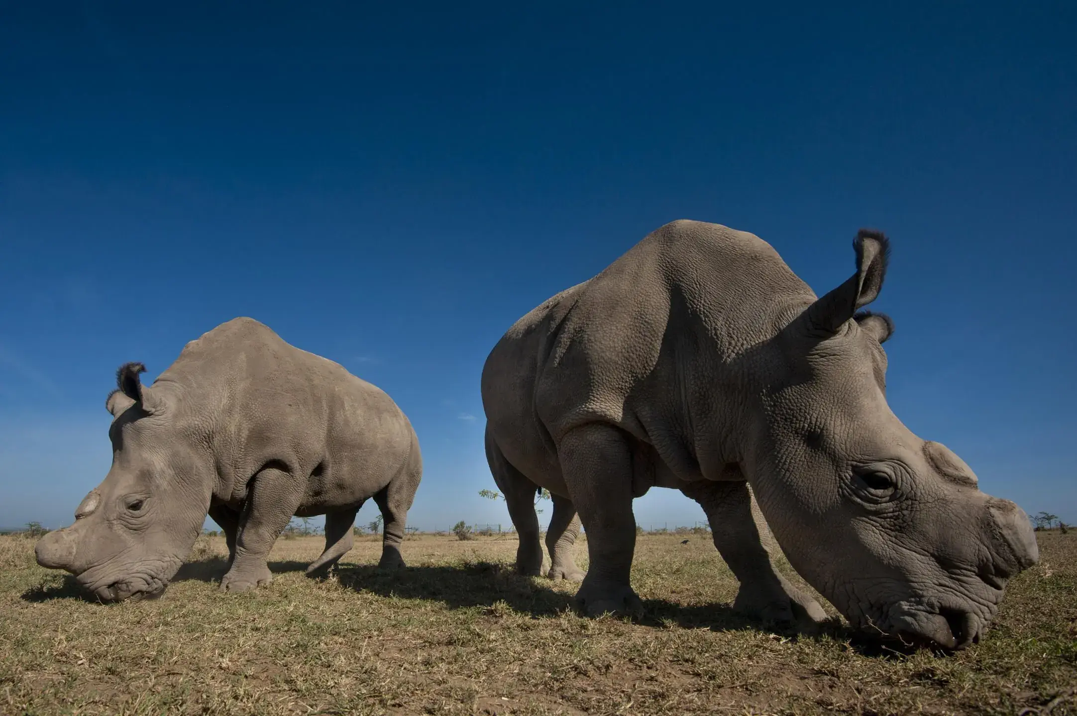 Two rhinos graze the open grassland, unhurried in the morning light.