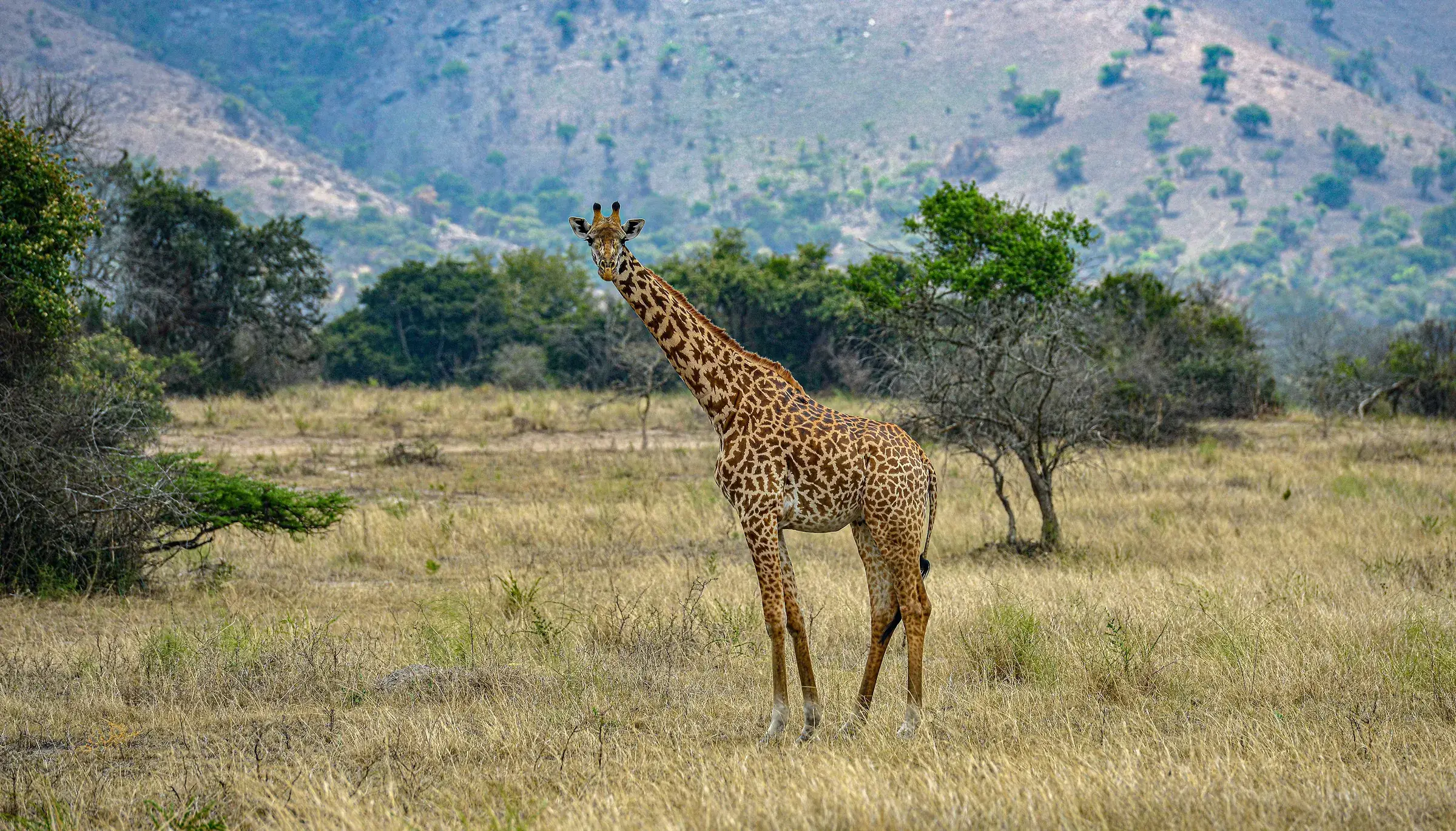 A giraffe stands in the savanna of Akagera, Rwanda's wild eastern lowland.