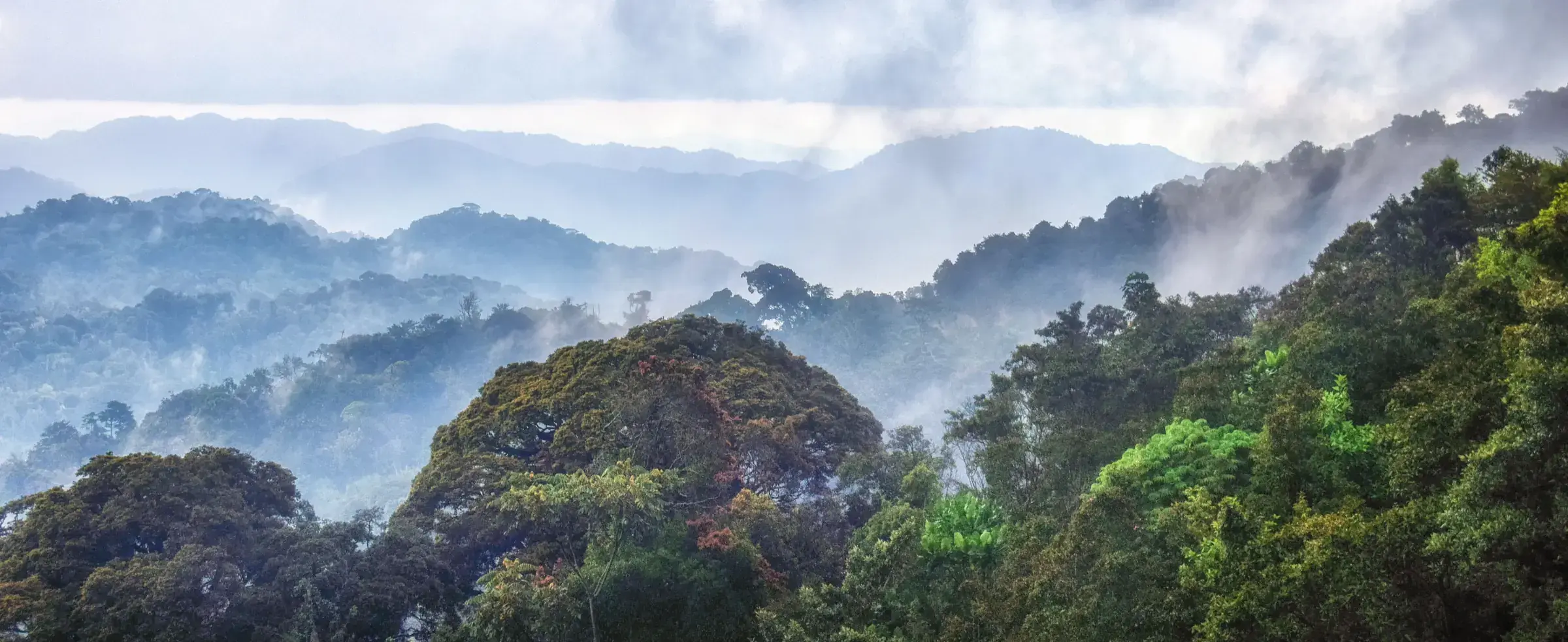 Mist drifts over the canopy of Nyungwe, ridge upon ridge of ancient rainforest.