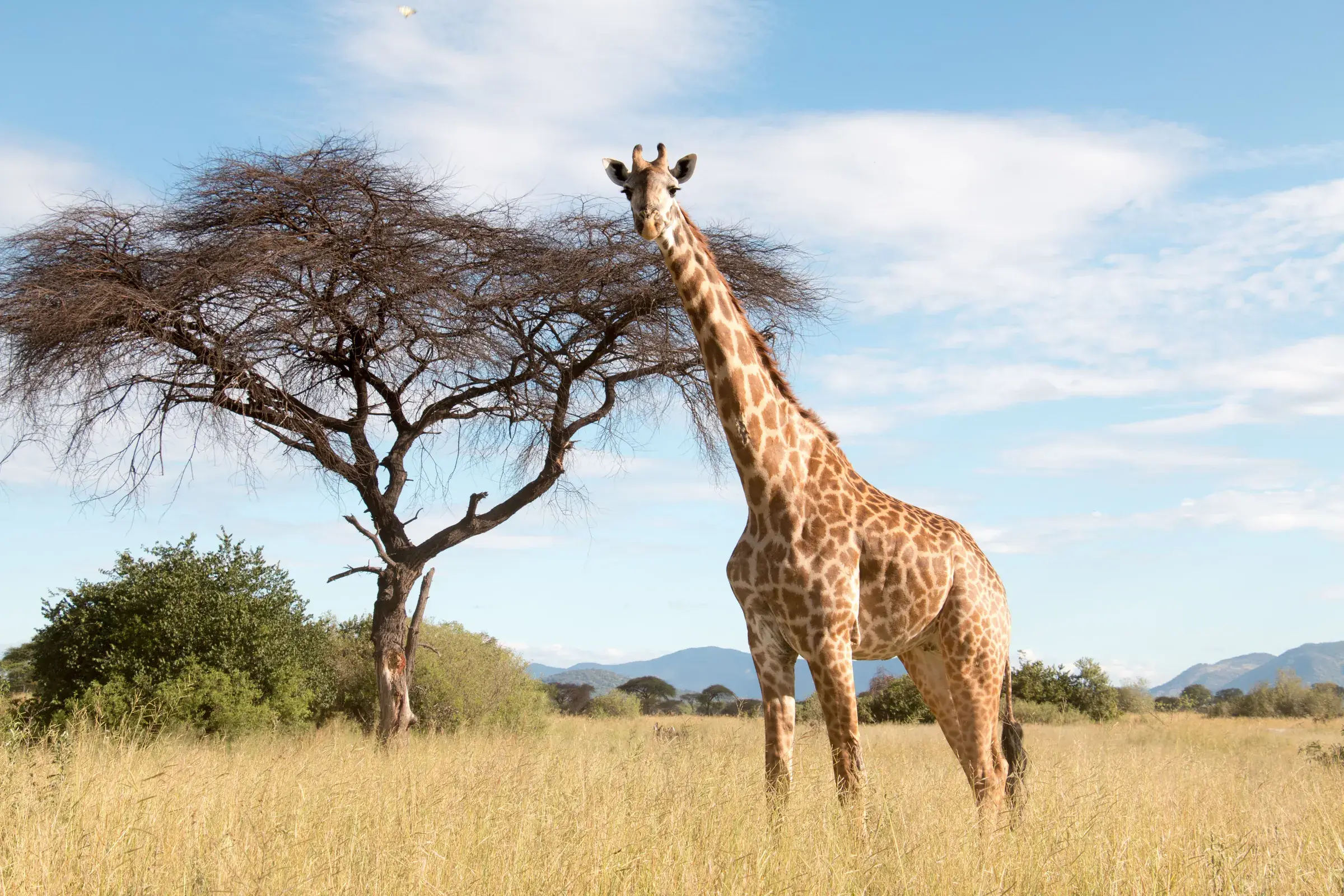 A giraffe stands beside a lone acacia, the plains open all around.
