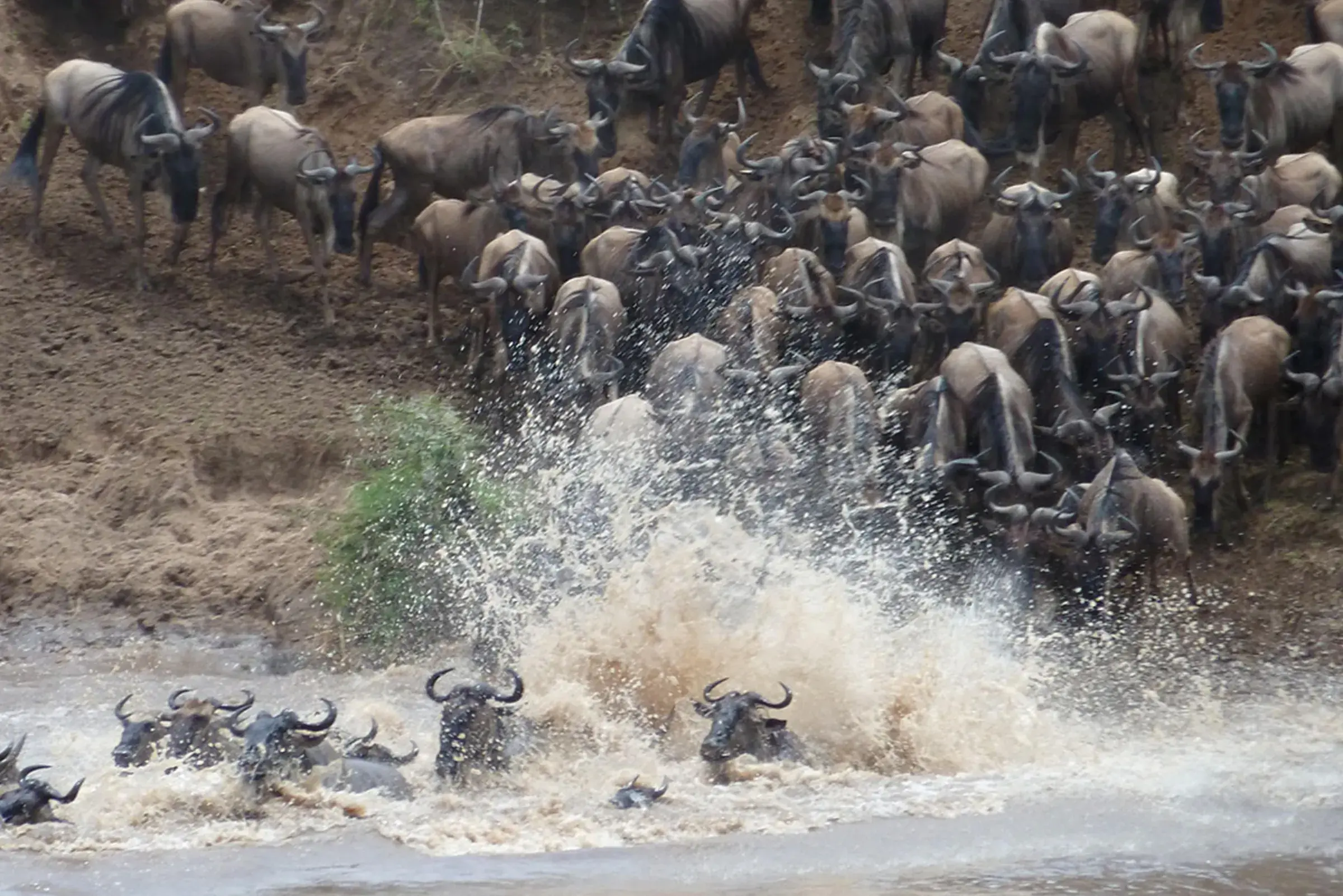 Wildebeest pour down the bank and into the river, dust and spray rising together.