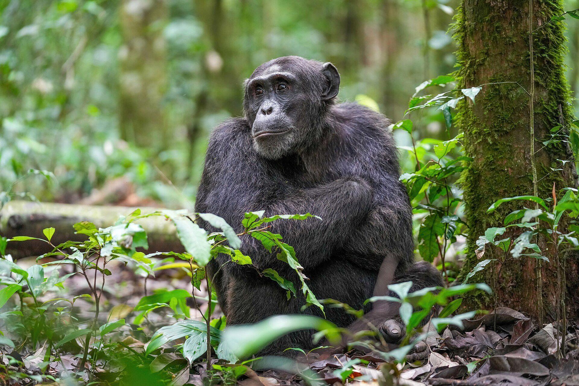 A chimpanzee sits in the deep green of Kibale's forest.