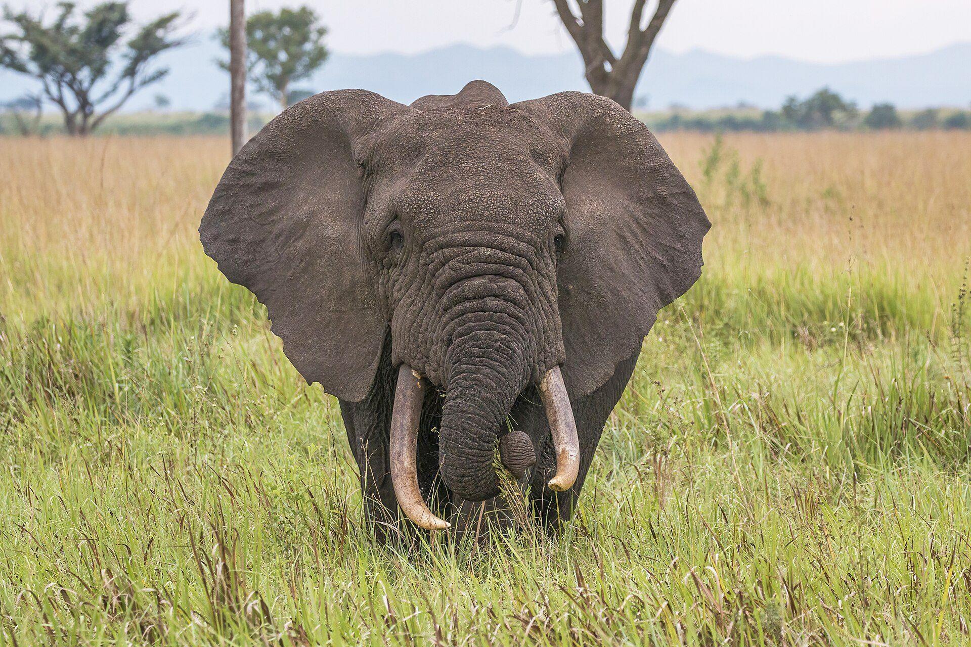 A bull elephant walks toward camera through tall savanna grass.