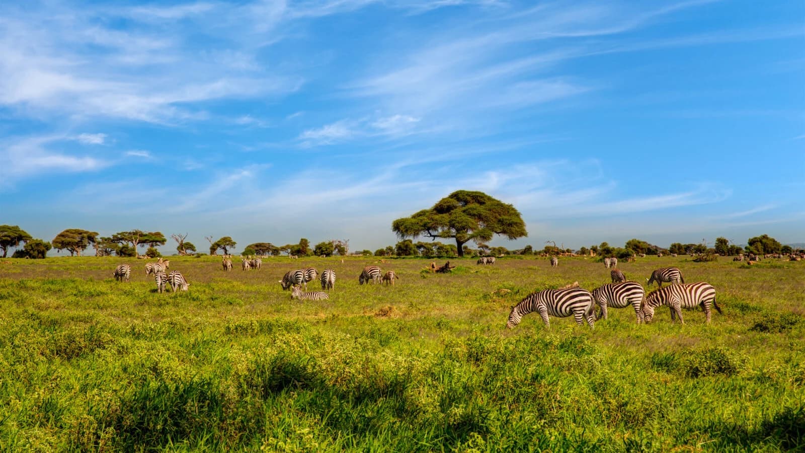 Zebra herd on bright green plain with a lone acacia