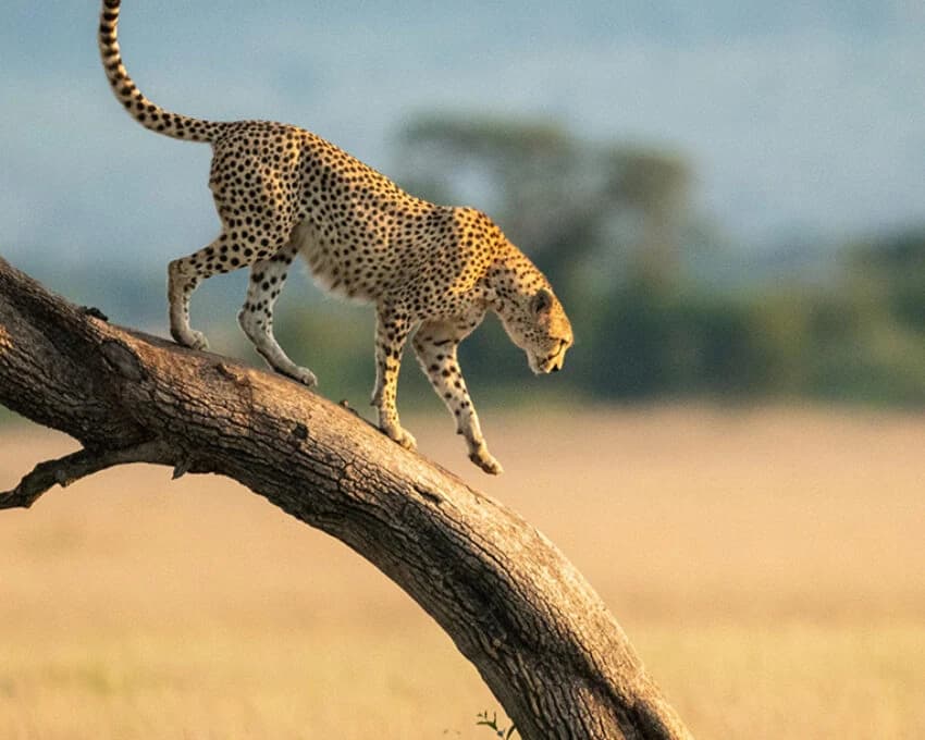Cheetah stepping down a twisted tree branch, blurred golden background