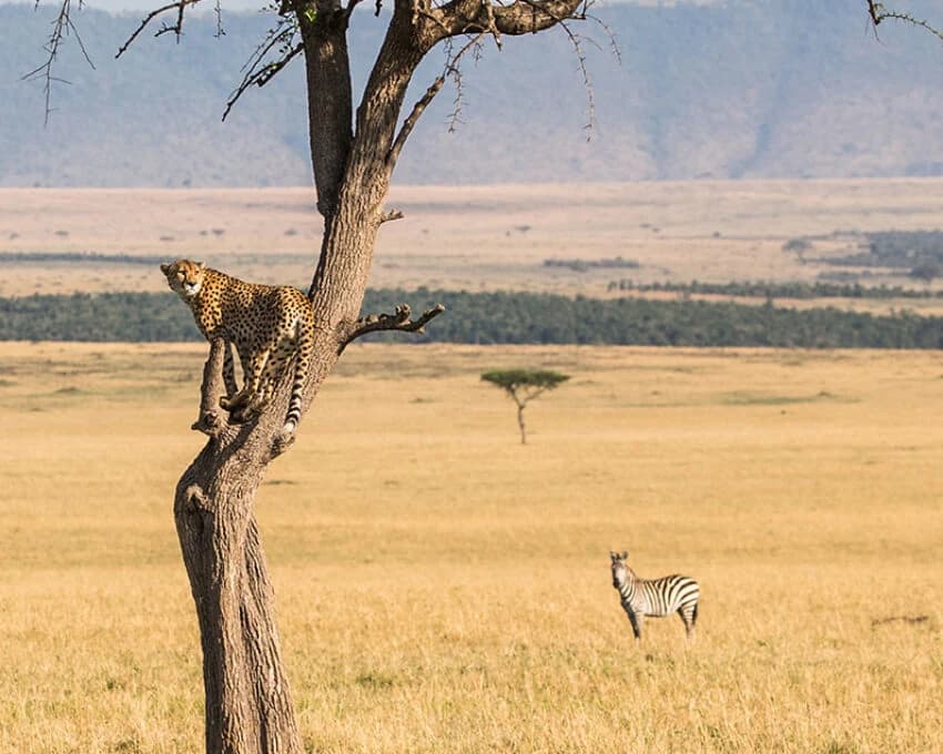 Cheetah on a tree trunk above golden plain with a zebra