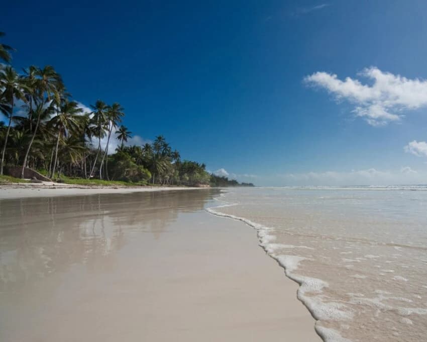 Empty beach with palms, gentle surf and deep blue sky