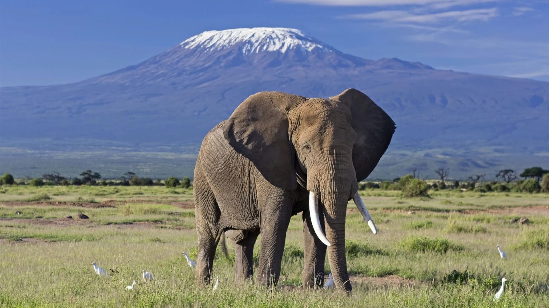 Bull elephant on grass with snow capped Kilimanjaro behind