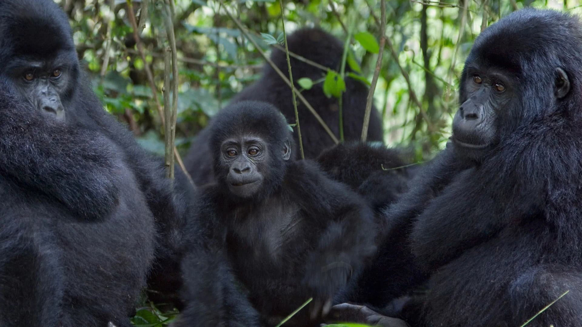 Mountain gorilla family sitting close together among forest stems