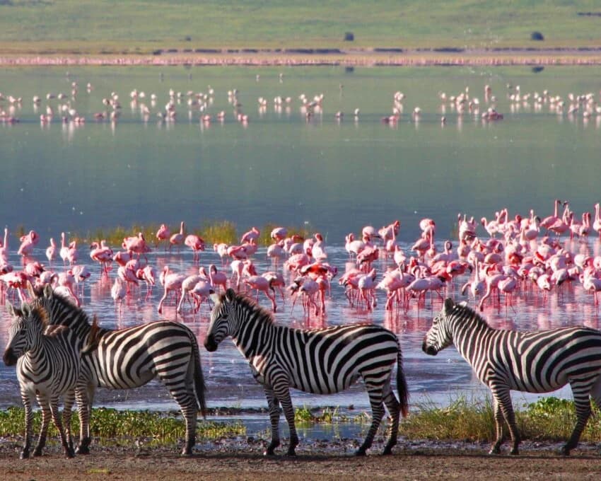 Zebras at the edge of a lake full of flamingos