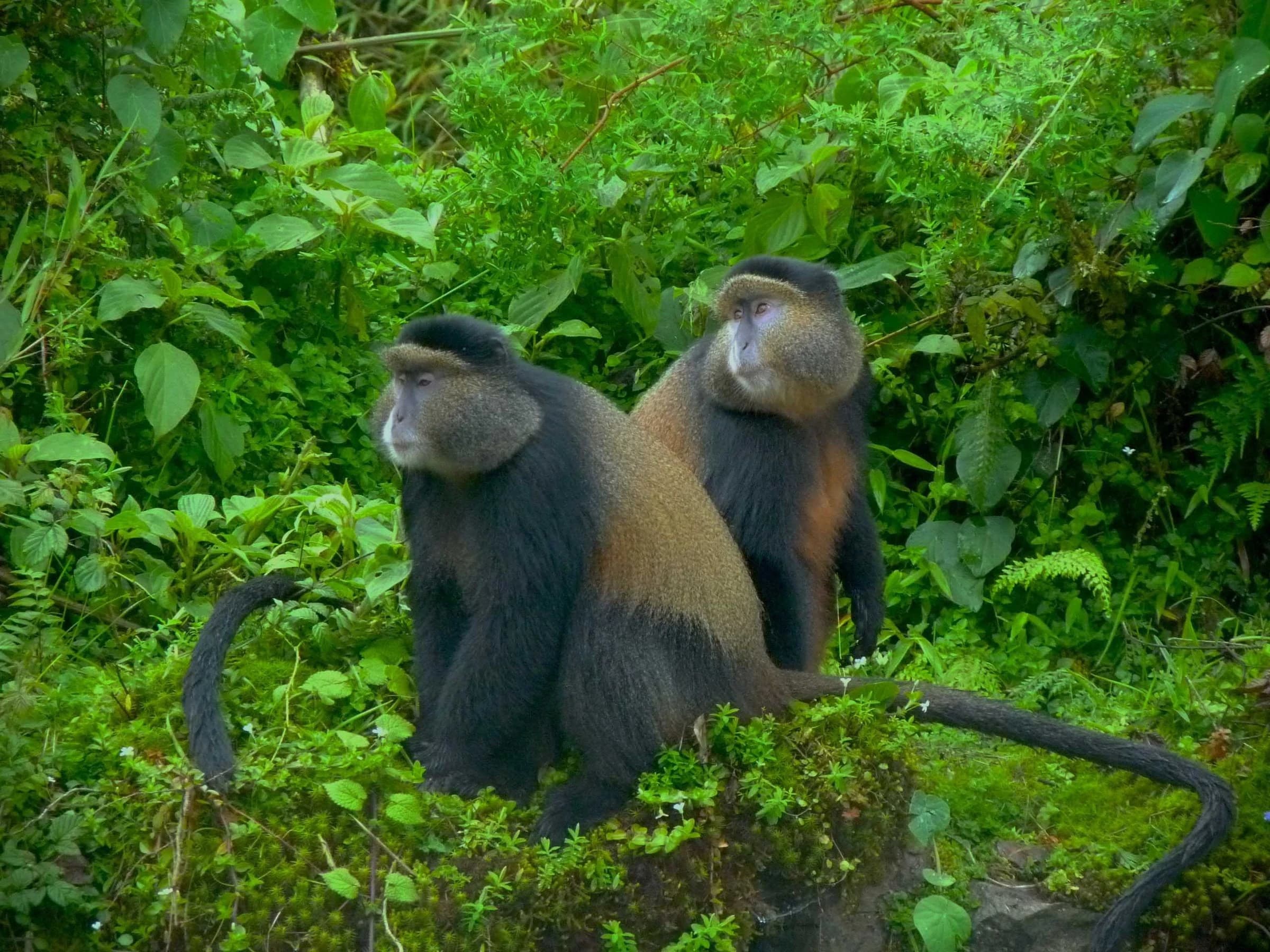 Pair of golden monkeys sitting in lush green foliage