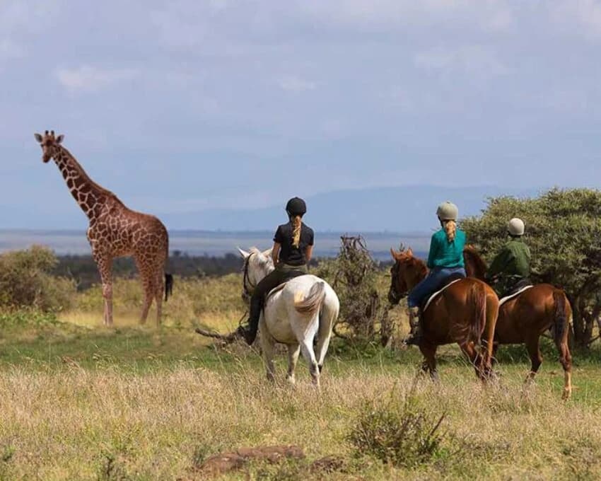 Three riders on horseback pausing near a giraffe
