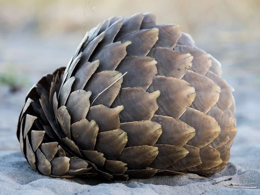 Pangolin curled into a ball on pale sand