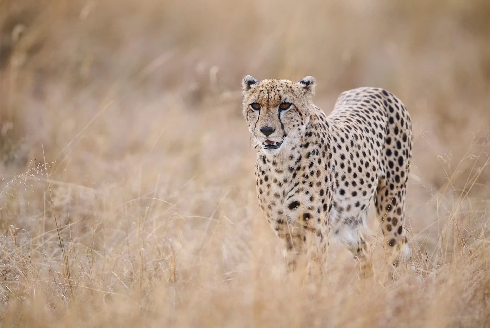 Cheetah walking through dry golden grass