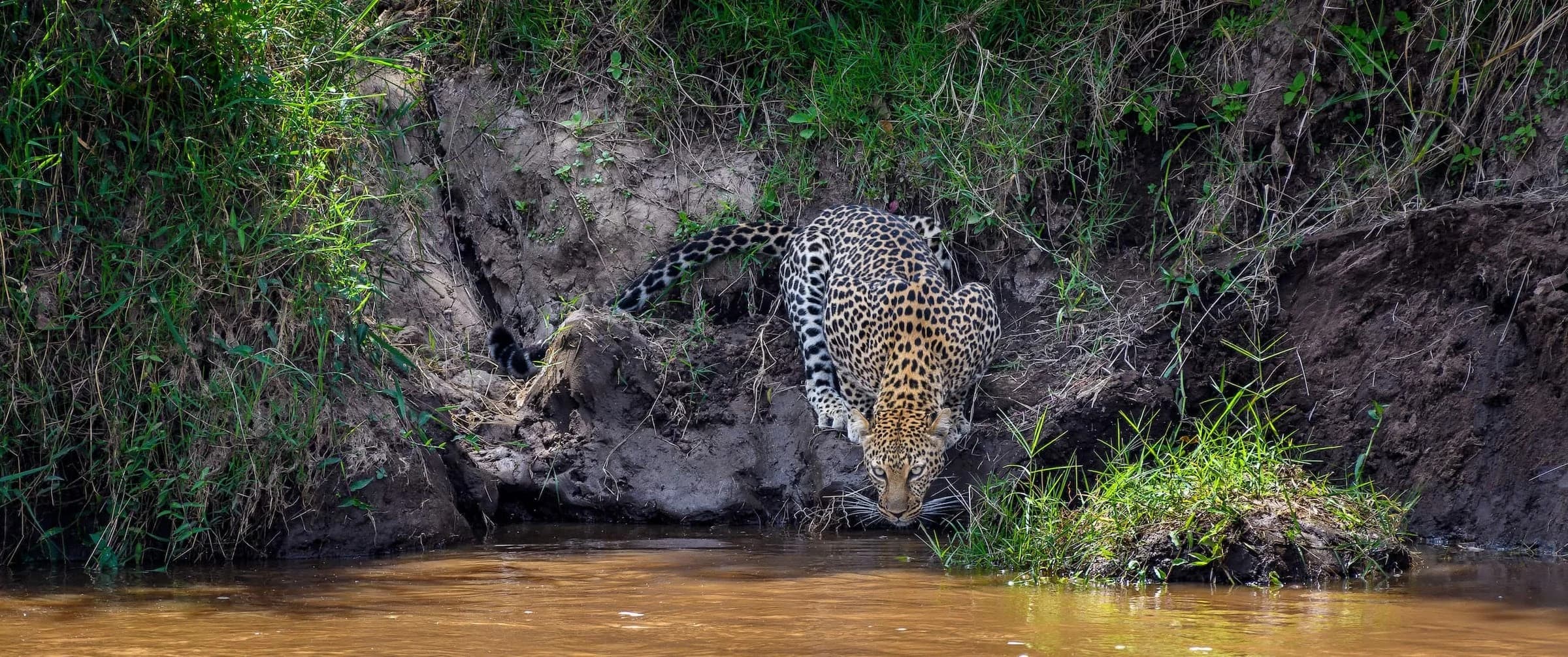 Leopard drinking from a rocky river bank
