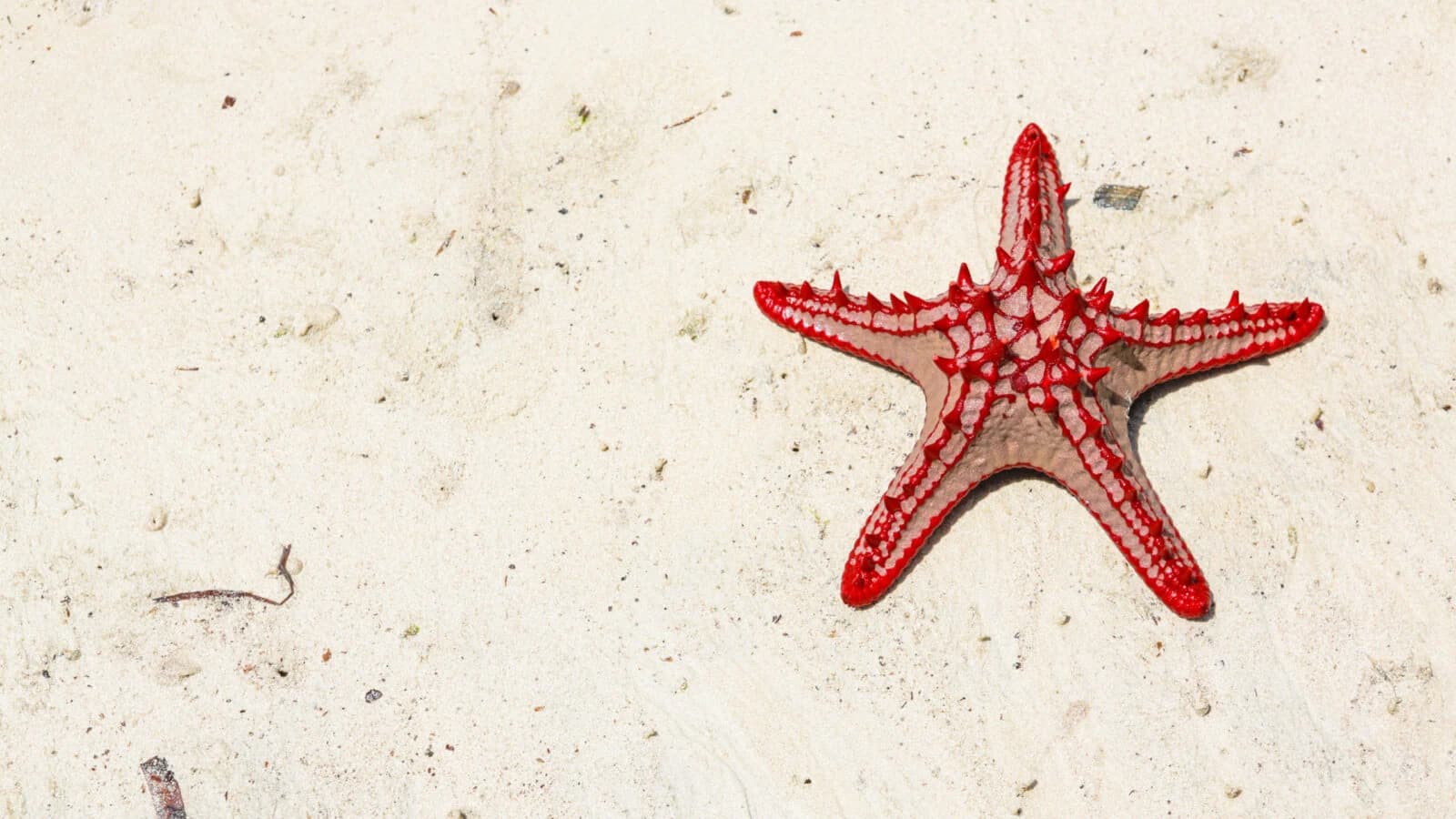 Red knobbed starfish on pale sand