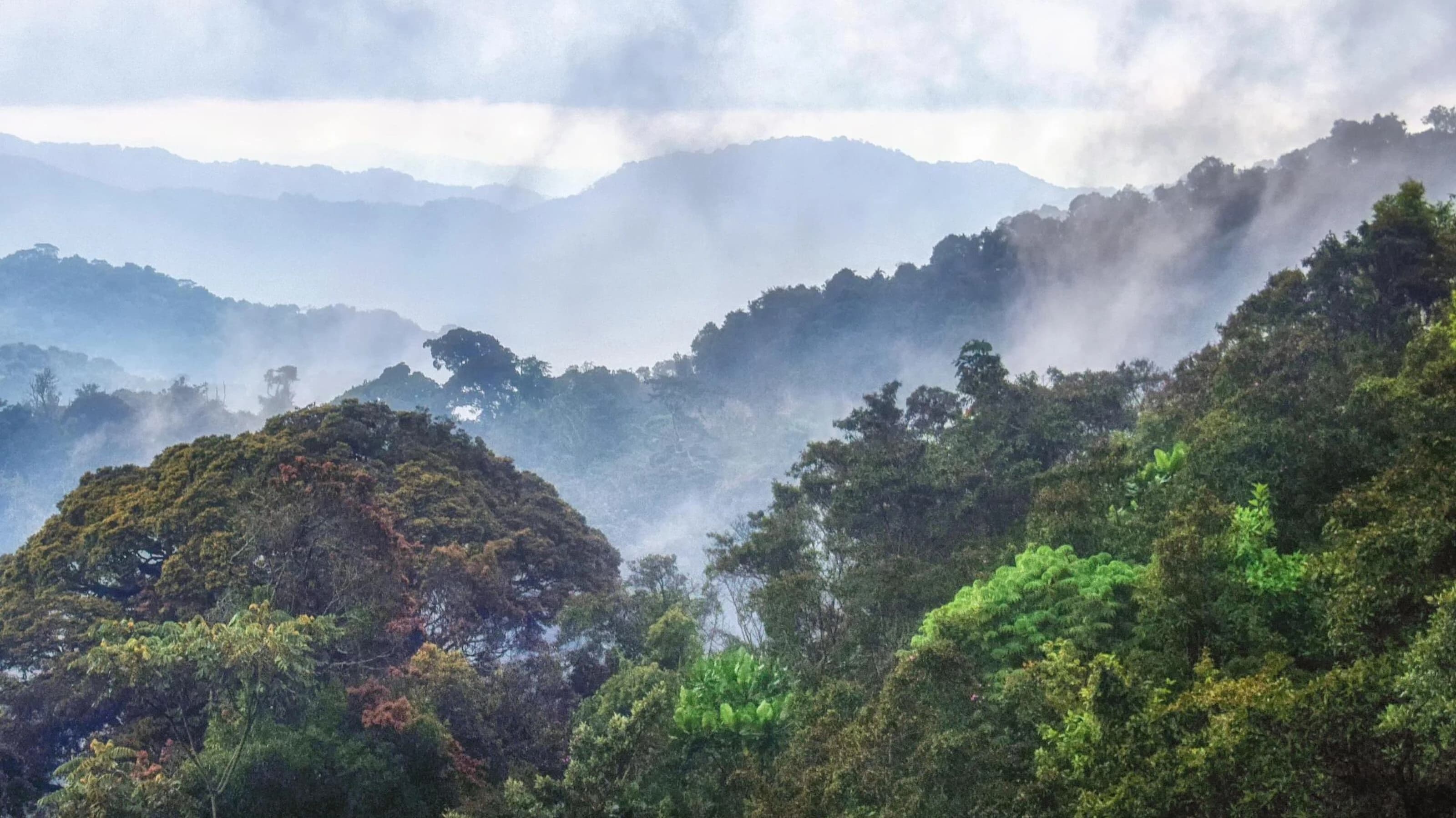 Misty forested mountain ridges in soft morning haze