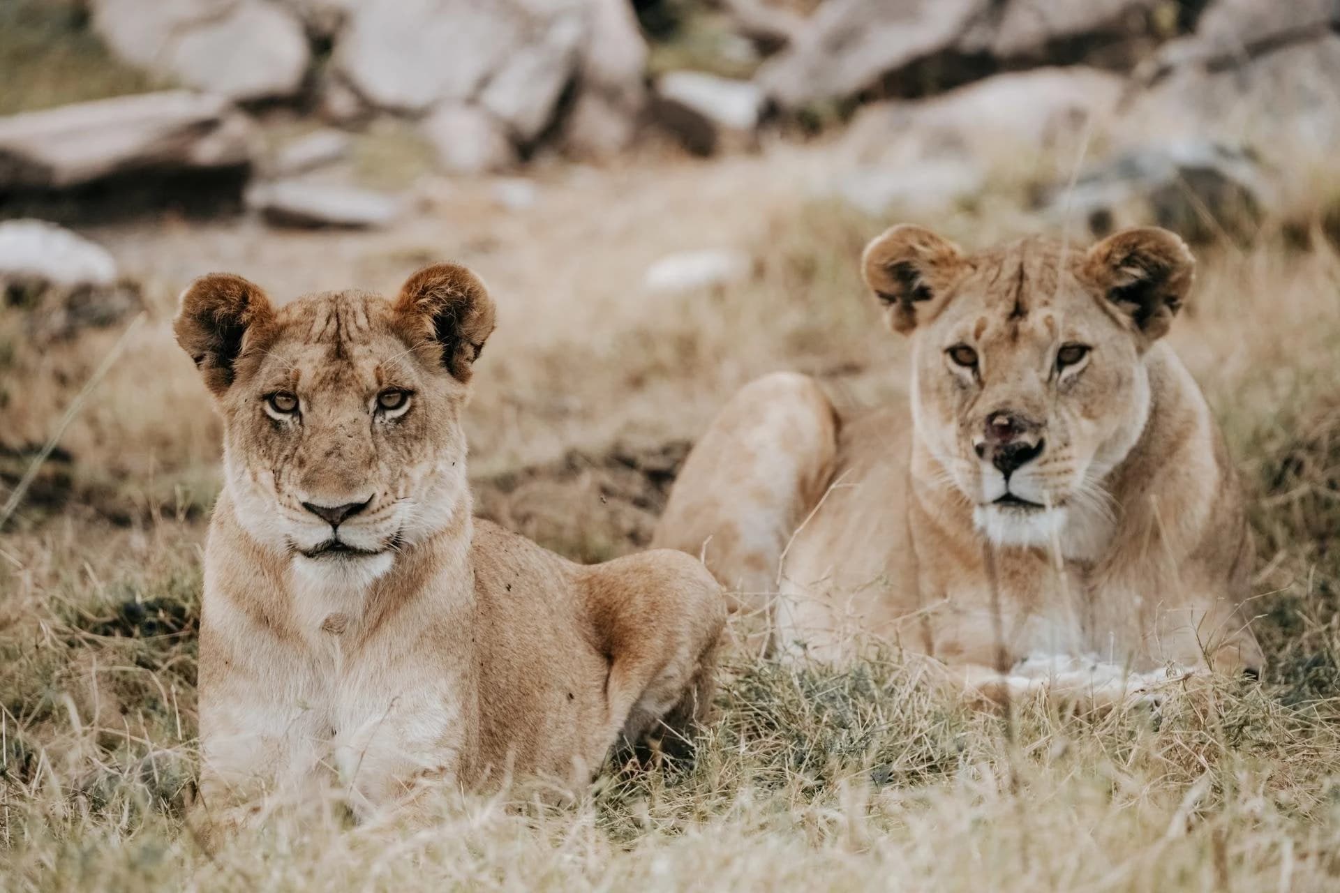 Two sub adult lions lying on rocks looking at camera