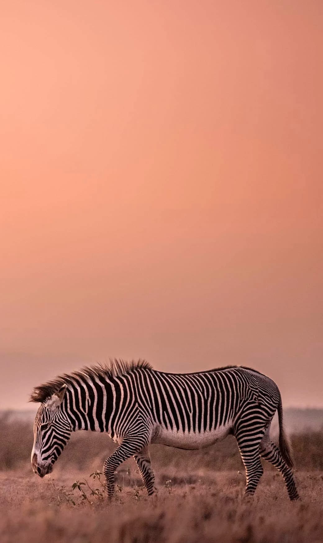 Grevy's zebra grazing beneath a soft pink sky, portrait