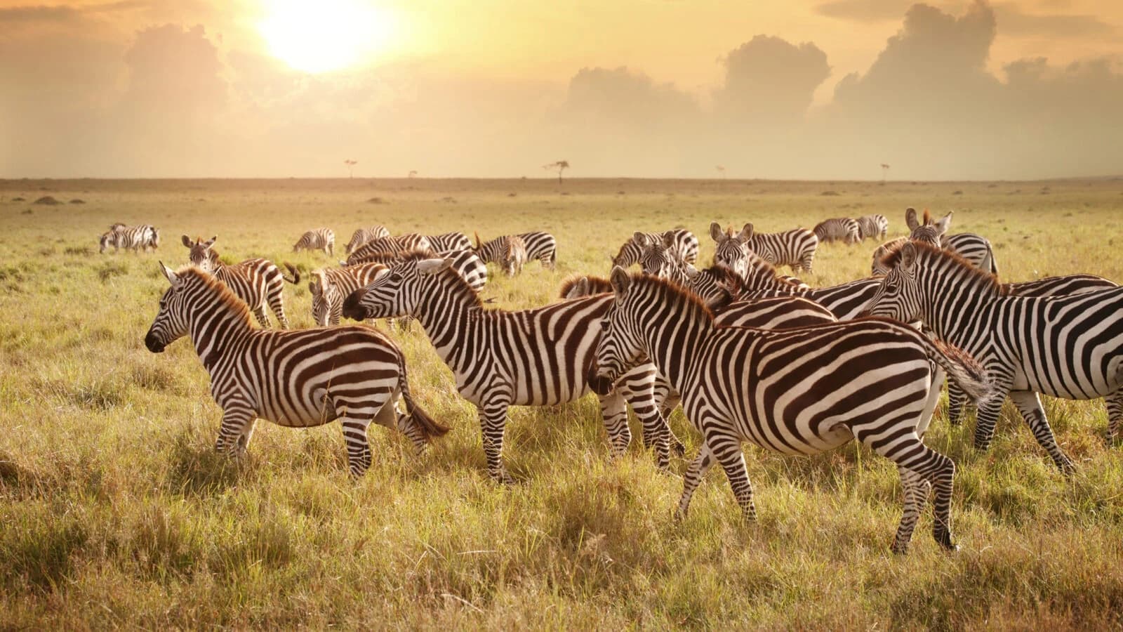 Zebra herd in golden grass under a low hazy sun