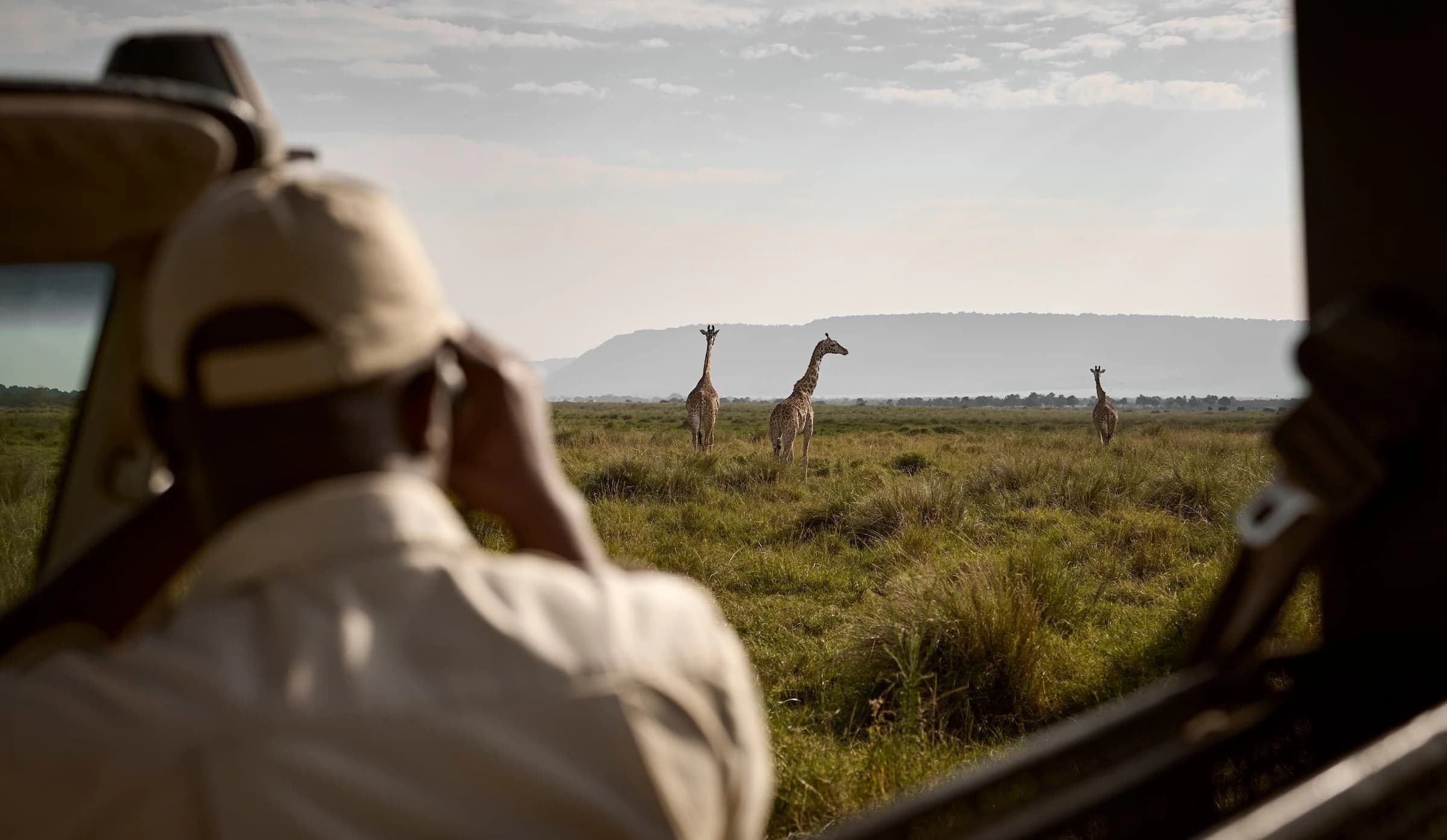 Guide in cap watching giraffes through binoculars from a vehicle