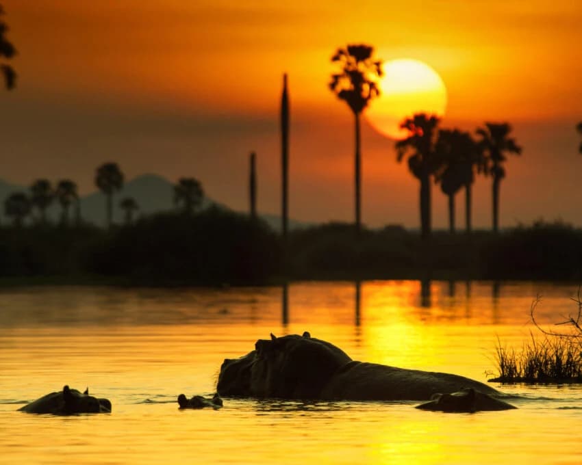 Hippo silhouette on a river at sunset with palms