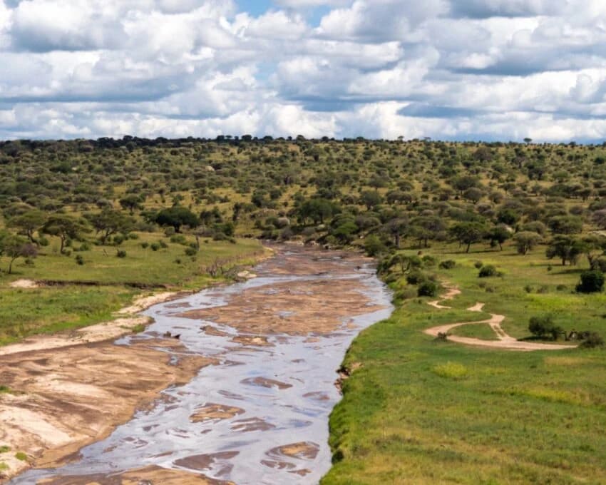 Tarangire river winding through green bush