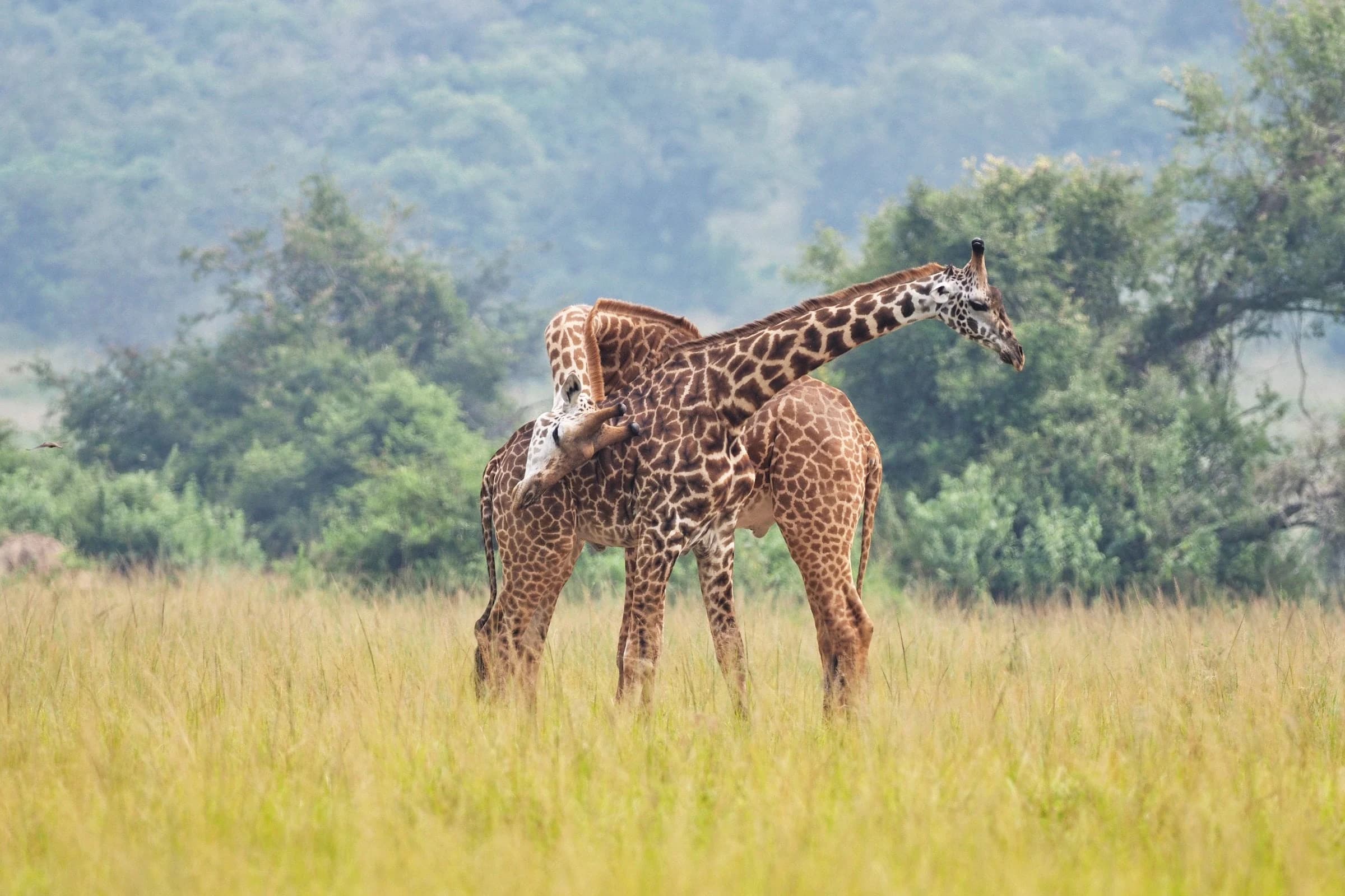 Two Masai giraffes necking among green trees