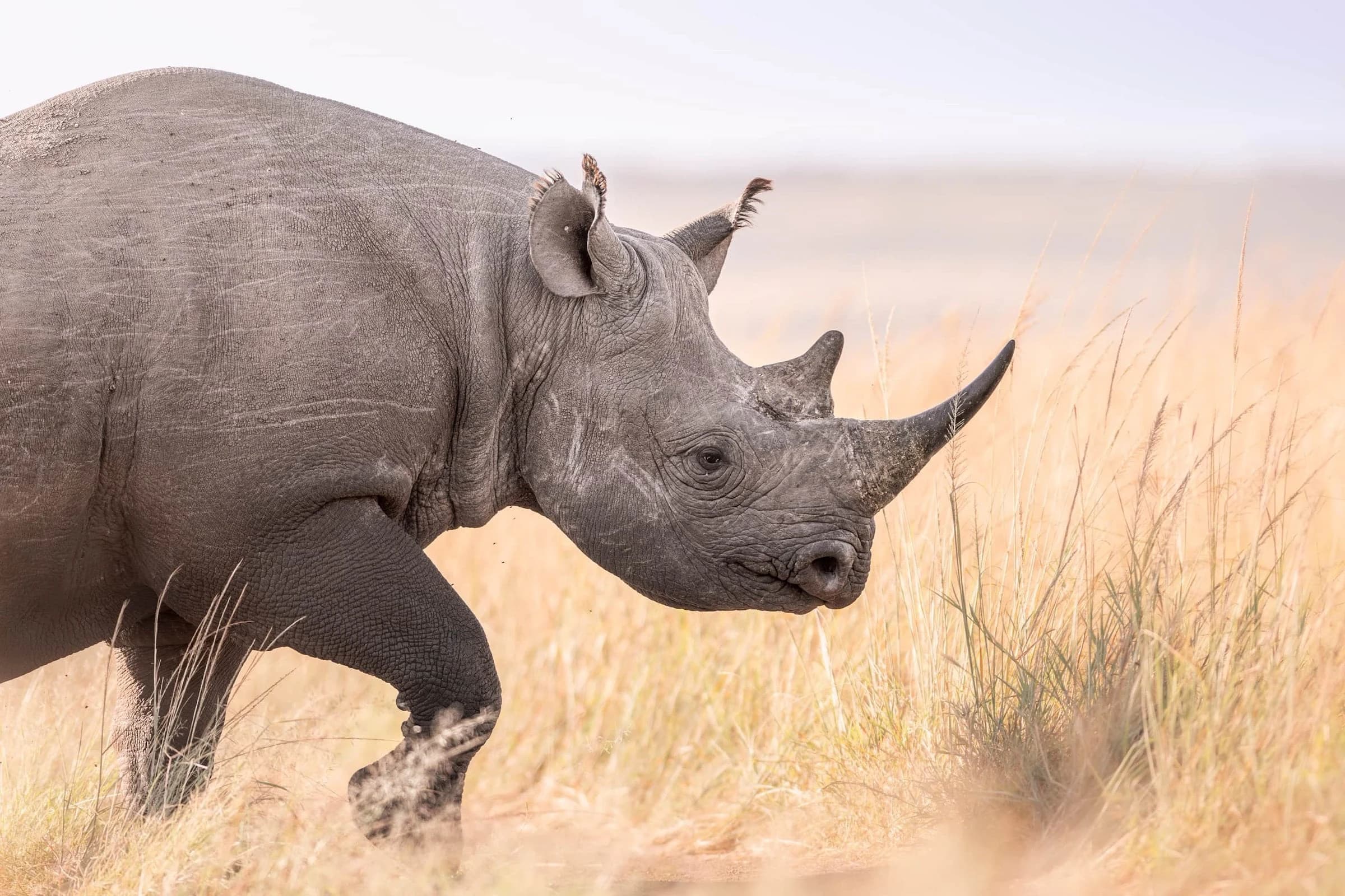 Black rhino walking through tall pale grass