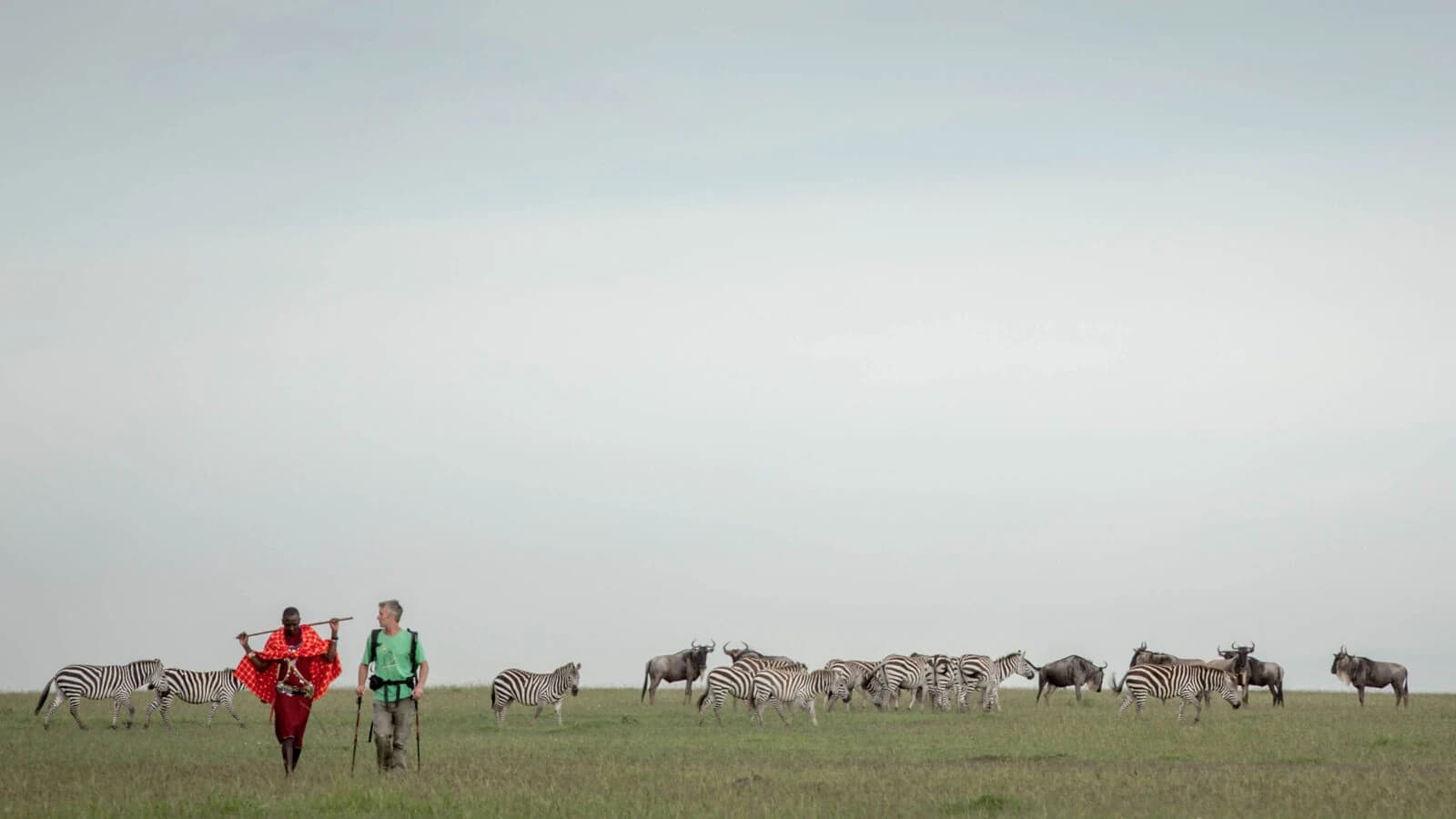 Guide in red and guest walking toward a zebra herd under a grey sky