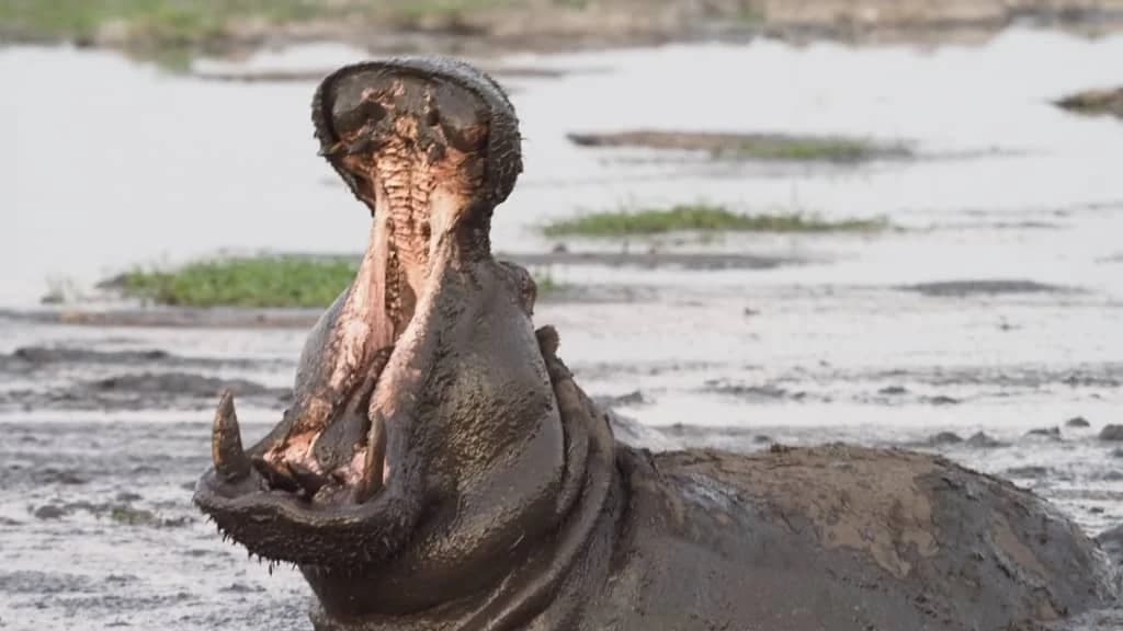 Hippo yawning wide in muddy shallows