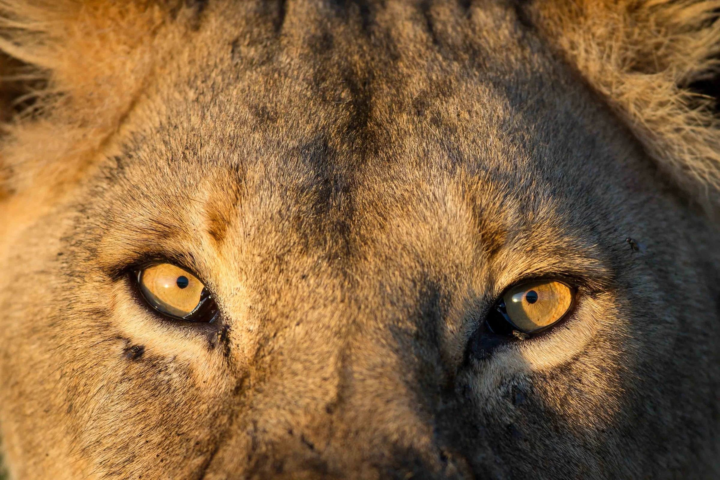 Extreme close up of a lion's amber eyes