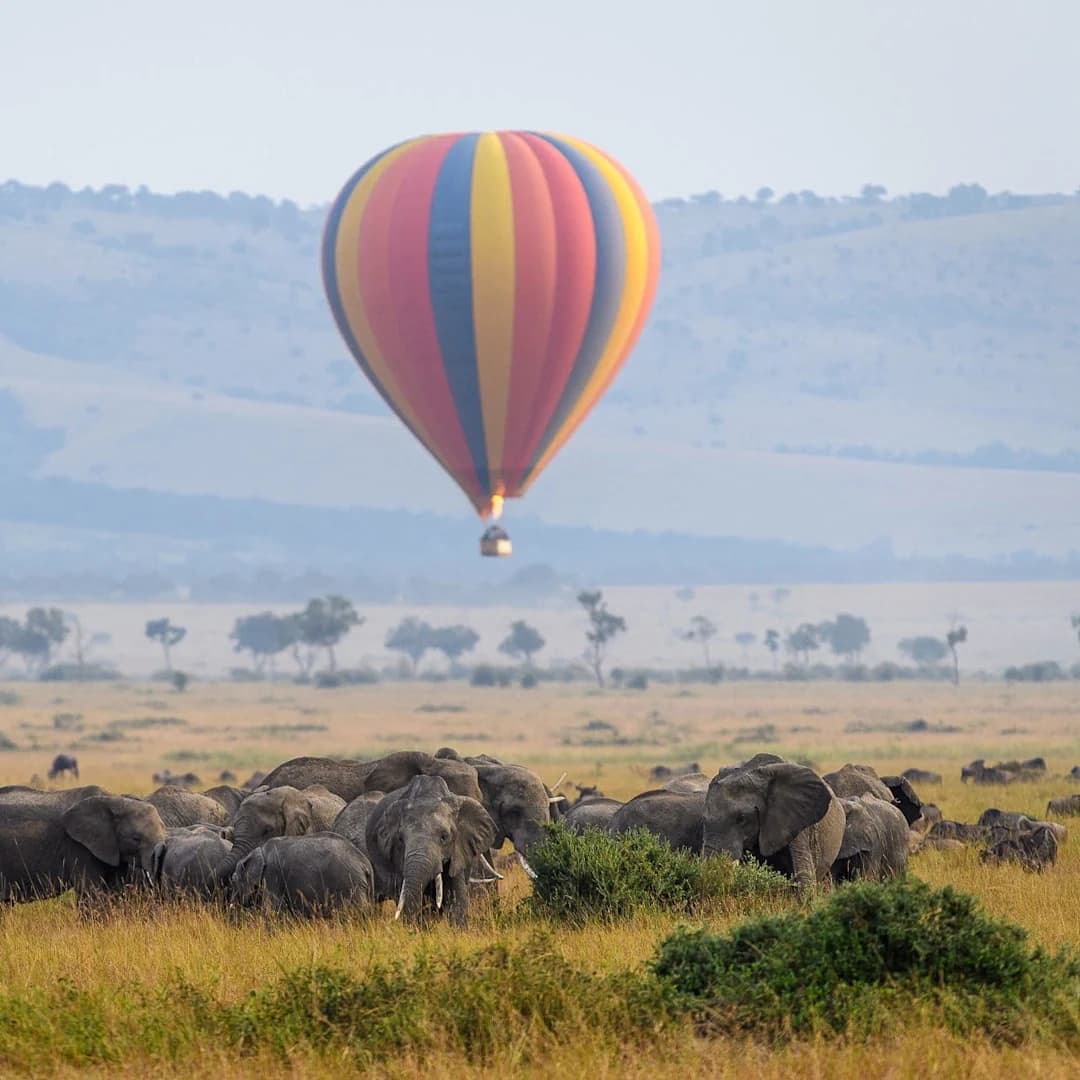Hot air balloon over a grazing herd, square