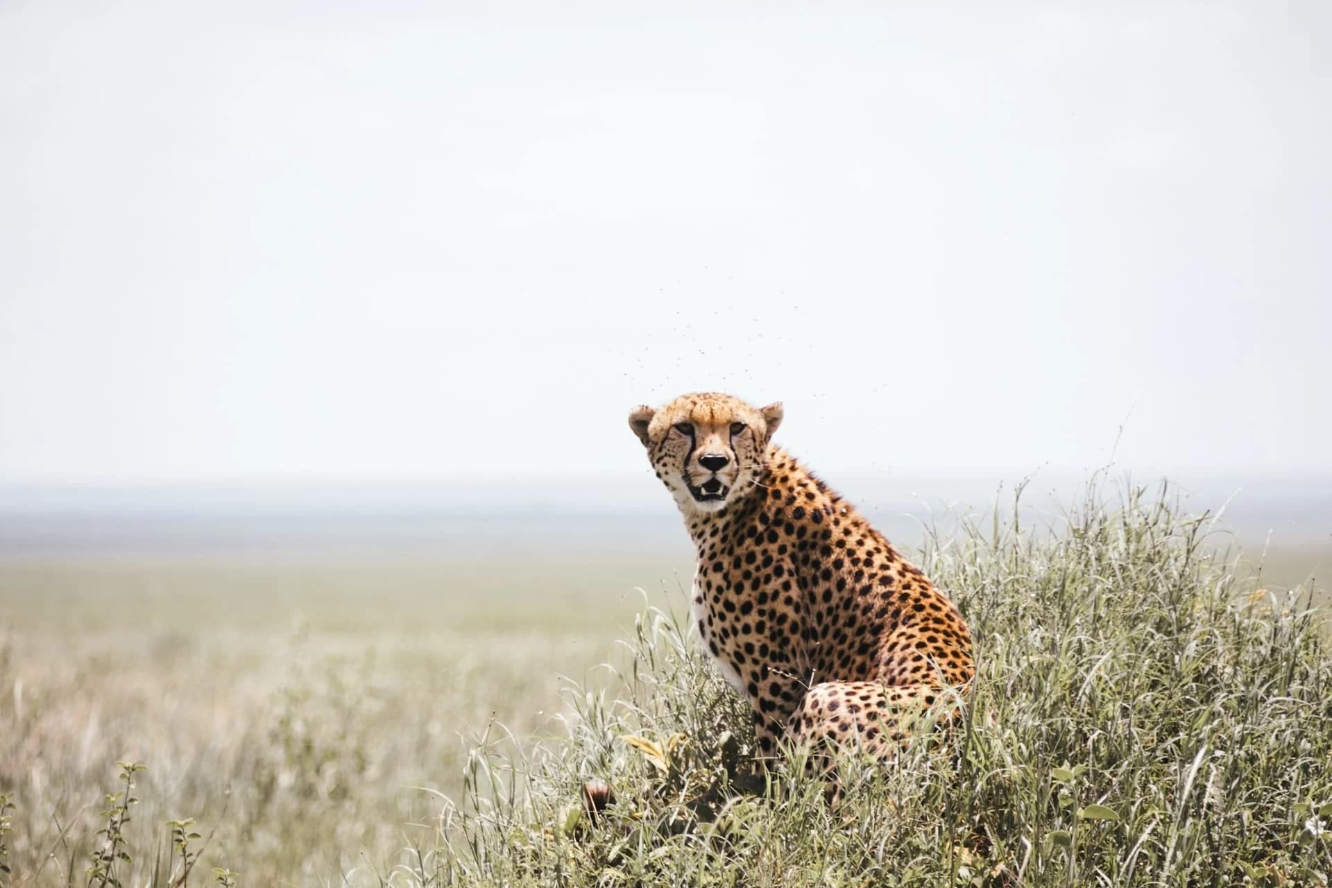 Cheetah sitting upright in short grass under pale sky