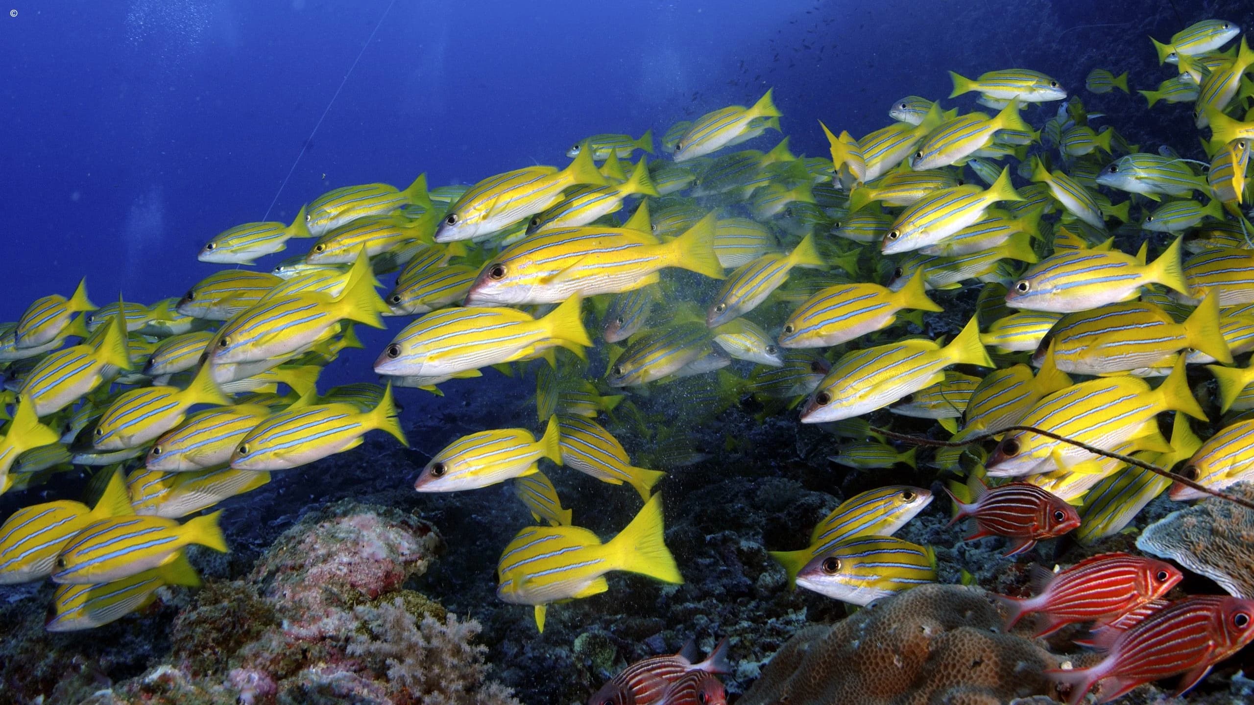 School of yellow and blue striped snapper fish over coral