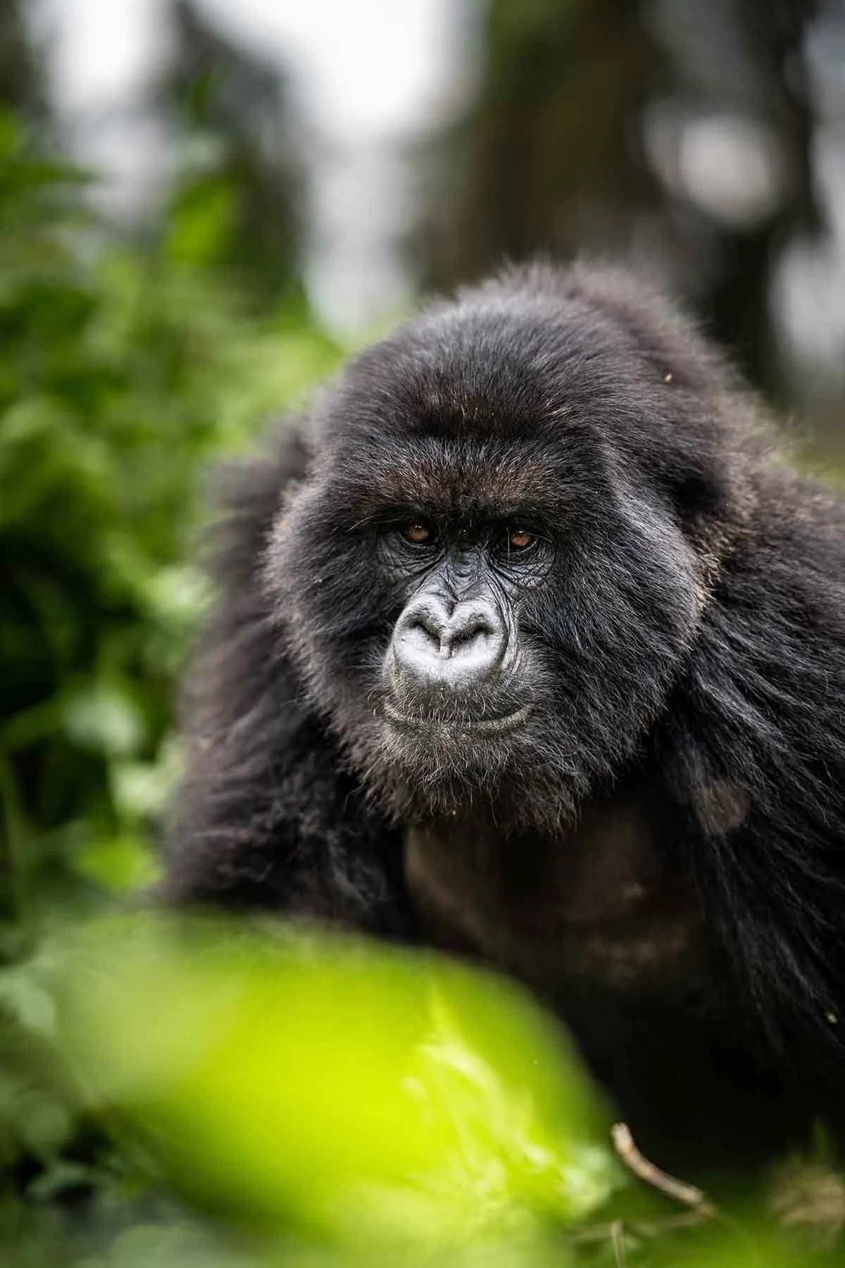 Gorilla face emerging from green leaves, portrait