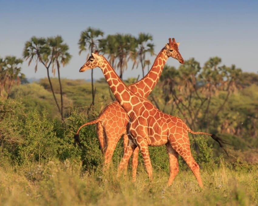 Two reticulated giraffes entwined among doum palms in warm light
