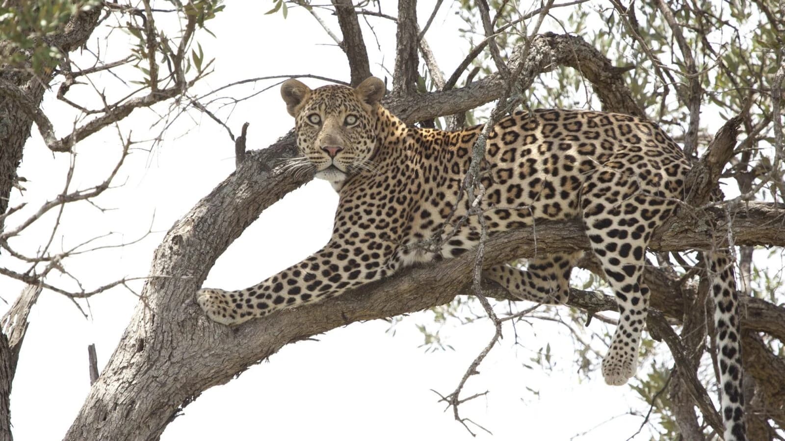 Leopard resting on a tree branch against a white sky