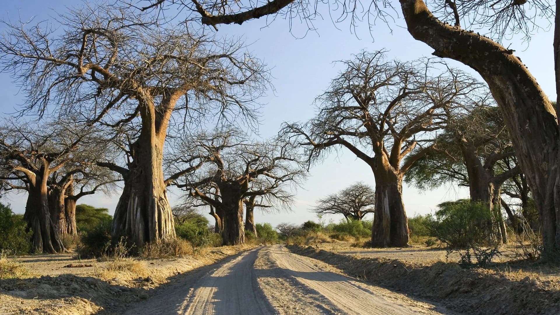 Baobab trees lining a sandy track