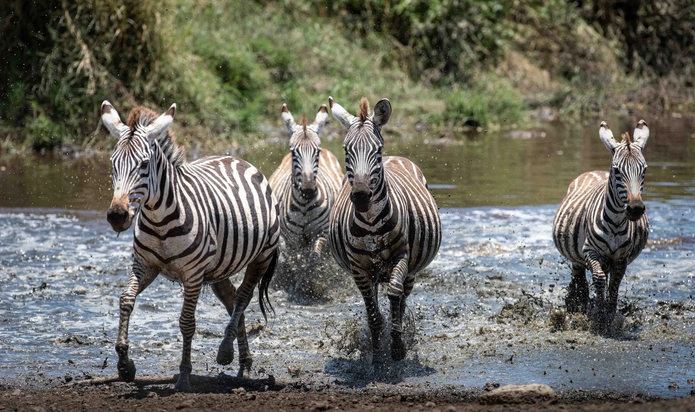Zebras splashing across a shallow river in sharp light