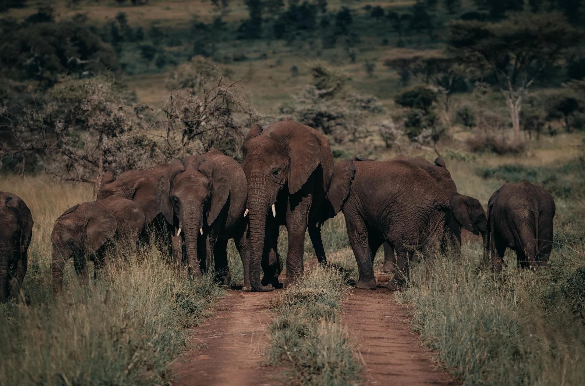 Elephant herd with calves crossing a red dirt track in long grass