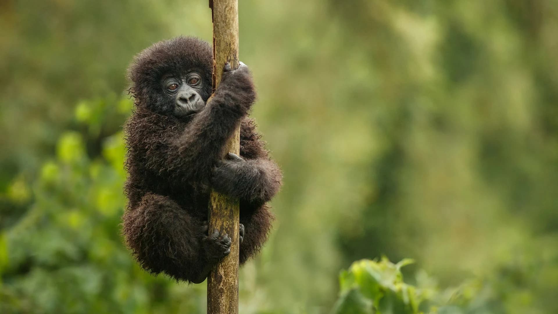 Baby gorilla clinging to a stalk against soft green