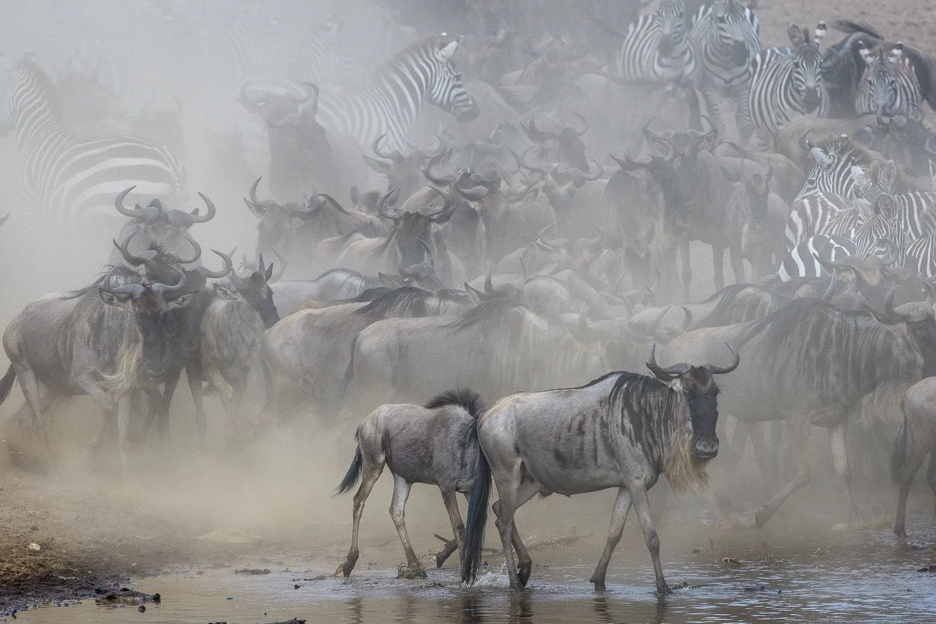 Wildebeest and zebras in dust at the river edge