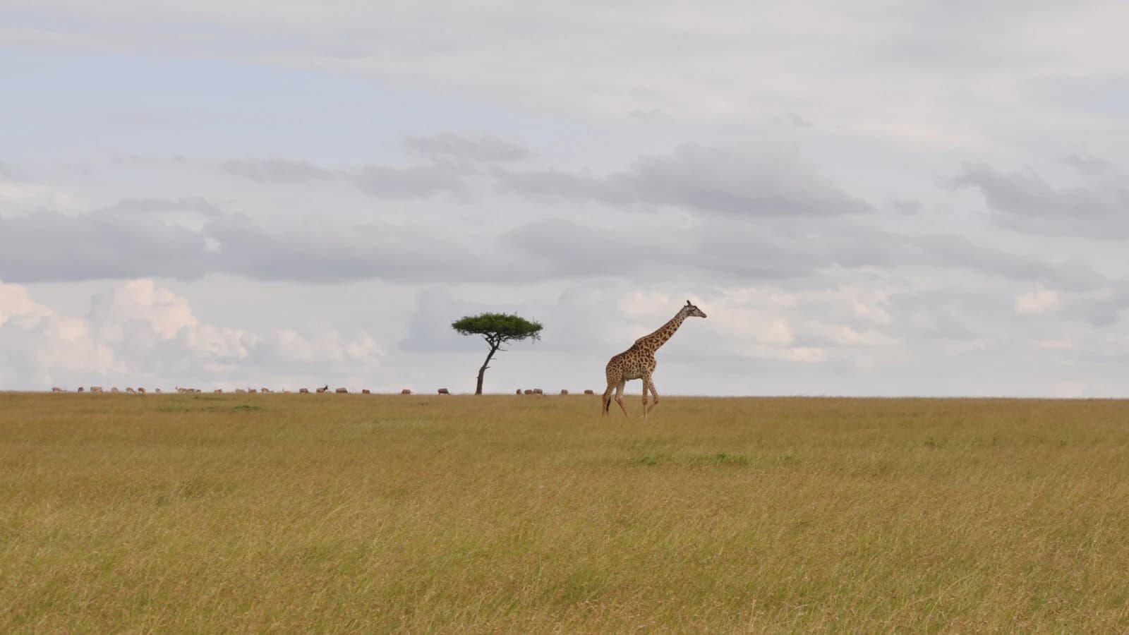 Tiny giraffe and lone acacia on a flat horizon under soft sky