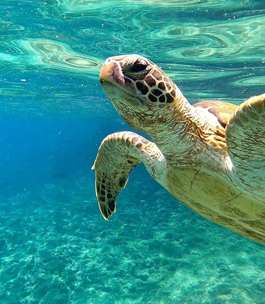 Sea turtle swimming just under the surface over a pale coral seabed