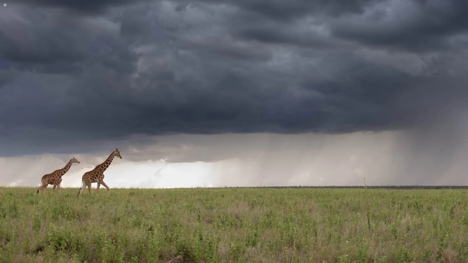 Two giraffes small under dark storm clouds and rain over grass