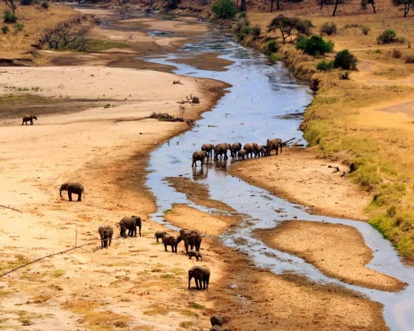 High view of Tarangire riverbed with elephants walking