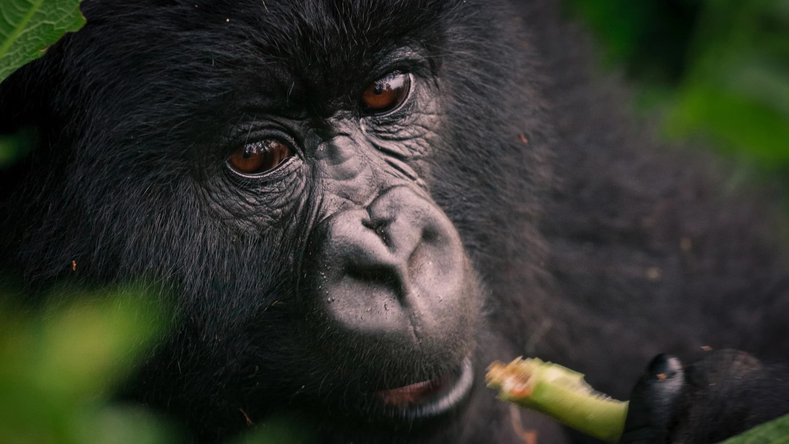 Extreme close up of a gorilla face in green foliage